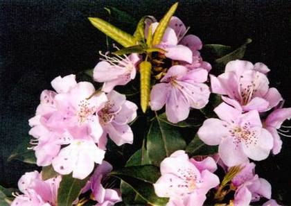 DIY夏季调理银花解毒茶