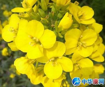 婺源油菜花