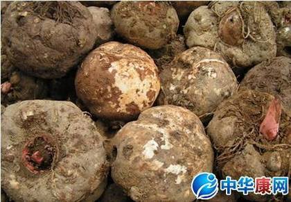 什么是魔芋,魔芋的知识介绍