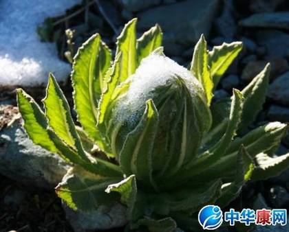 新疆天山雪莲