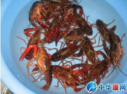 捕捉小龙虾