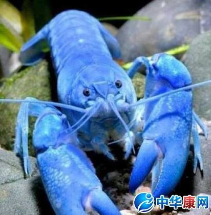 蓝色龙虾