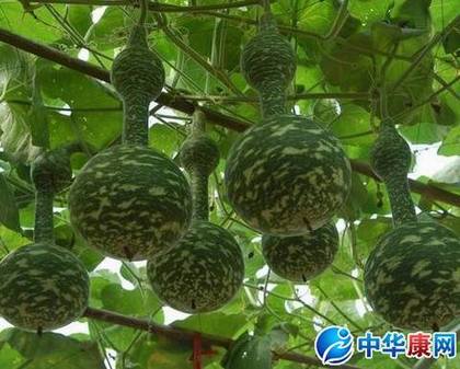 葫芦瓜