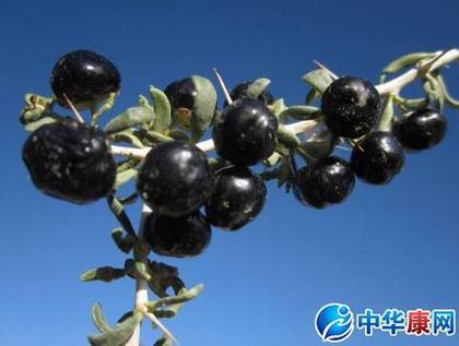 黑枸杞