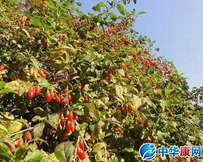枸杞树