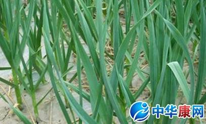青蒜苗