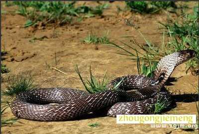 晚上做梦梦到蛇