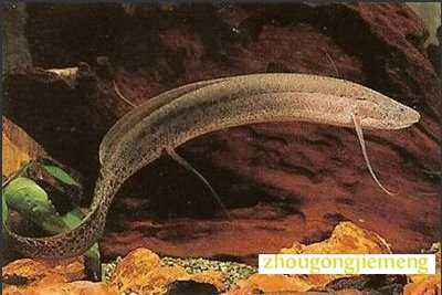 梦见用手按住鱼