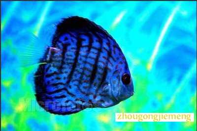 梦见鱼在河里或池塘