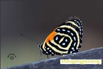 梦见飞娥 梦见飞娥