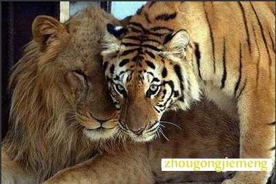 梦见狮子老虎