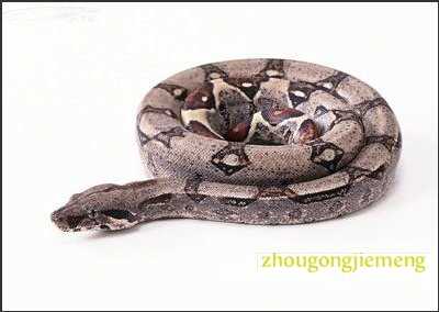 怀孕梦见大蟒蛇