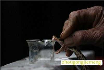 梦见别人吃蛇 梦见别人吃蛇