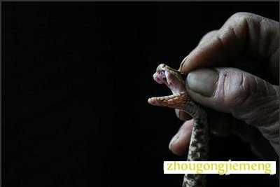 梦见小蛇 梦见小蛇