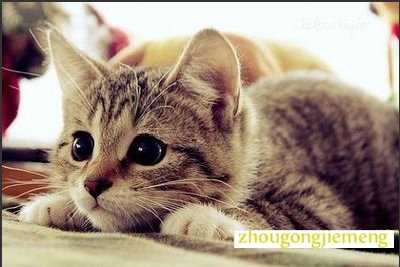 梦见被猫咬 梦见被猫咬