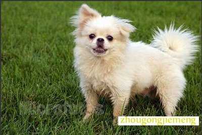 梦见养犬 养狗 梦见养犬 养狗