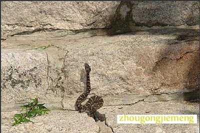 梦见被蛇咬 梦见被蛇咬