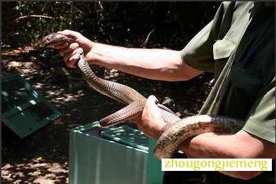 梦见吃蛇肉 梦见吃蛇肉