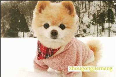 梦见小狗 梦见小狗