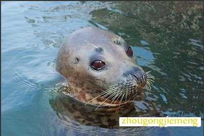梦见海豹