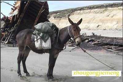 梦见骡子