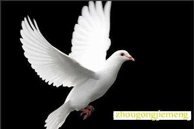 梦见鸽子