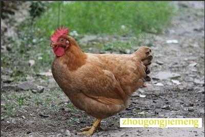 梦见母鸡