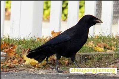 梦见乌鸦 乌鹊