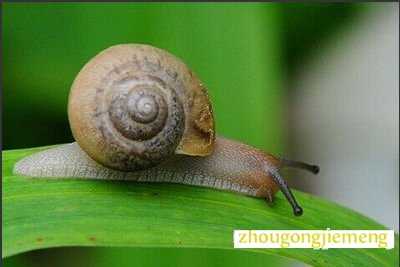 梦见蜗牛