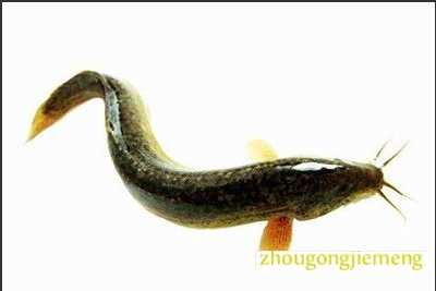 梦见泥鳅