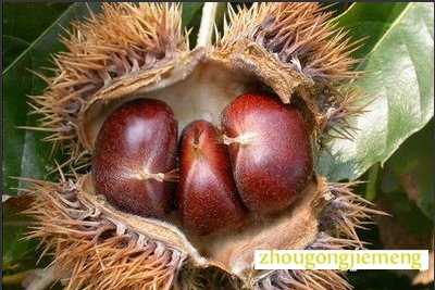 梦见栗子 板栗