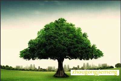 梦见大树