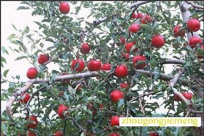 梦见苹果树