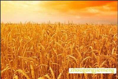 梦见麦子