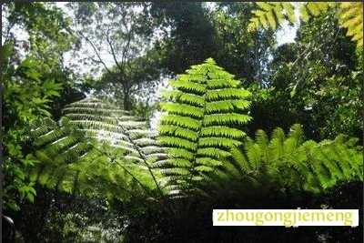 梦见羊齿科植物