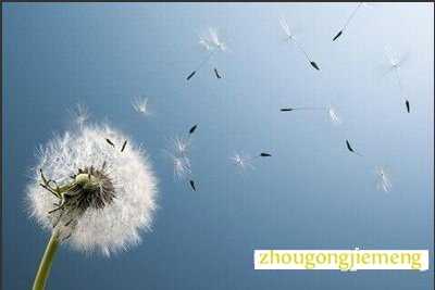 梦见蒲公英