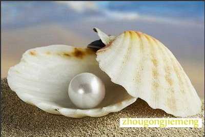 梦见贝壳