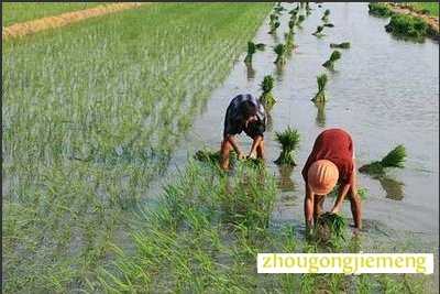 梦见插秧