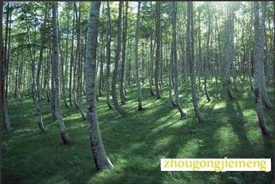 梦见在森林中徘徊