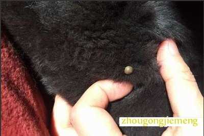 梦见身上长虫子