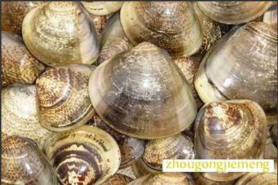 梦见文蛤等贝类