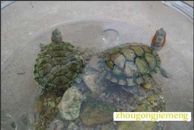 梦见乌龟在水里游