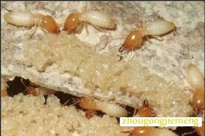 梦见白蚁 白蚂蚁