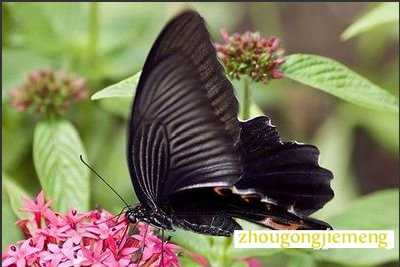 梦见黑蝴蝶