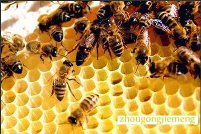 梦见蜂群