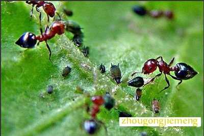 梦见食物上有蚂蚁