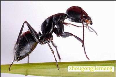 梦见蚂蚁嘴叼东西