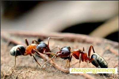 梦见两只蚂蚁打架