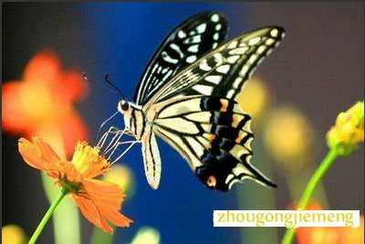 梦见蝴蝶在花丛里飞舞