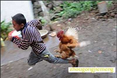 梦见被公鸡啄